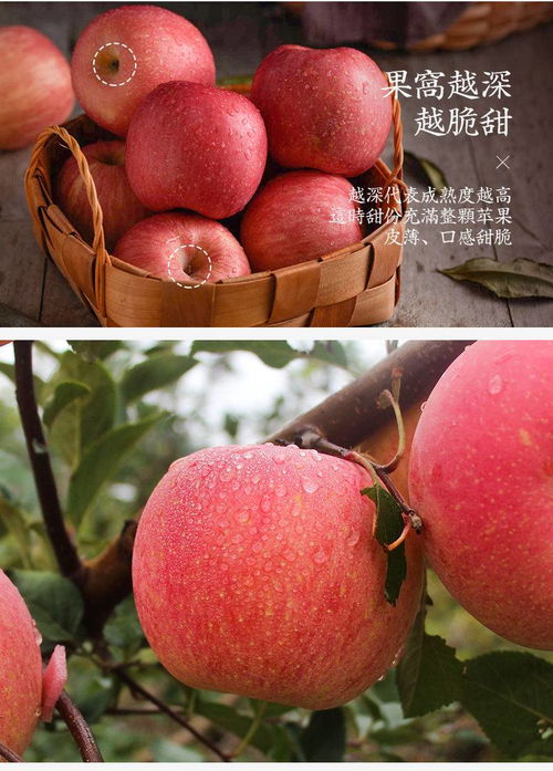 烟台红富士苹果山东新鲜水果整箱批发3斤 5斤 10斤脆甜冰糖心丑果