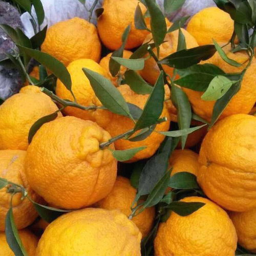 丑橘新鲜水果丑八怪橘子正宗不知火丑橘水果批发水果新鲜应季橘子